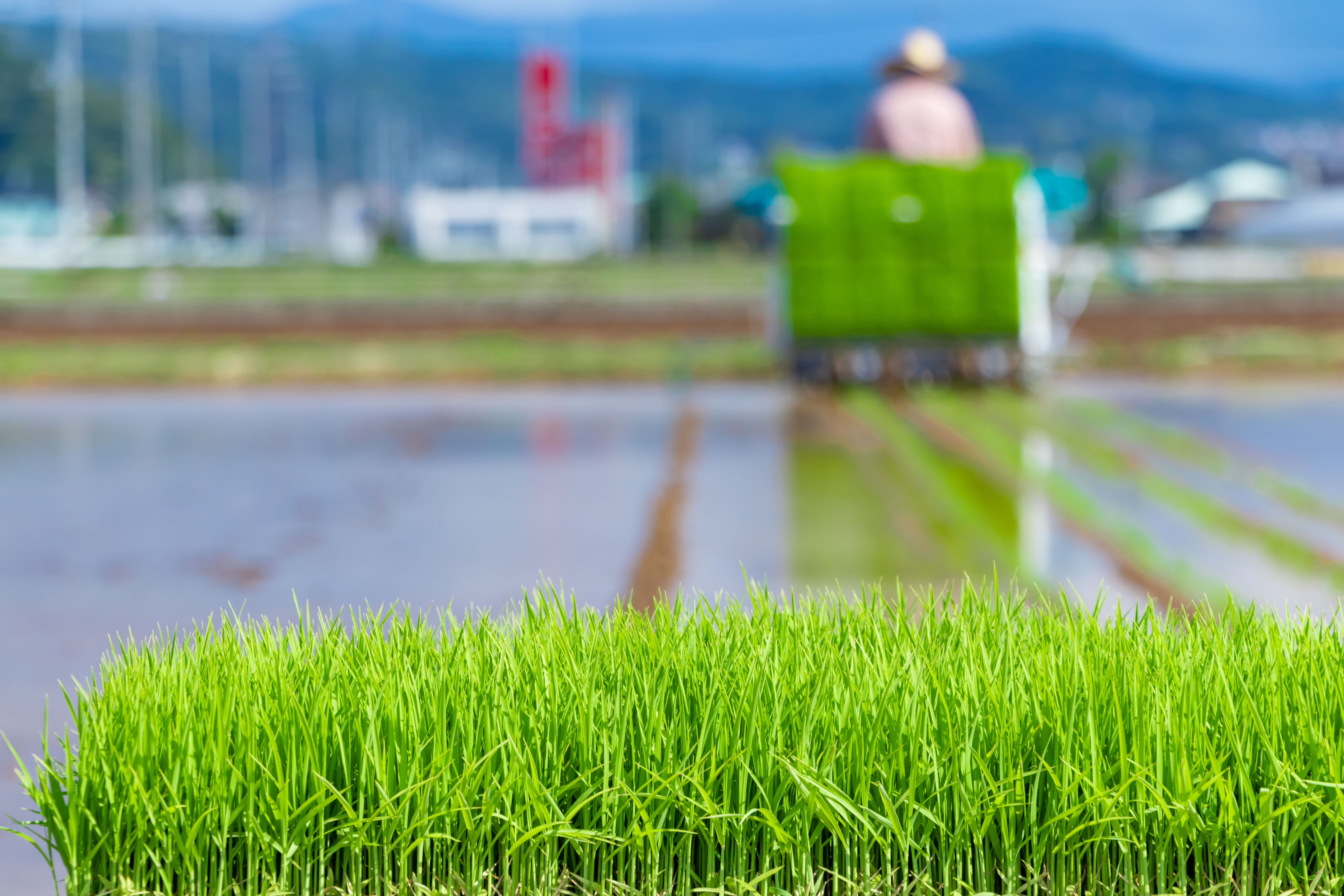 静岡県伊豆の国市　初夏の田植え風景